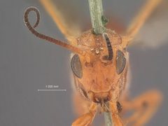 Agathirsia testacea by the Smithsonian. Used under a CC0 license.