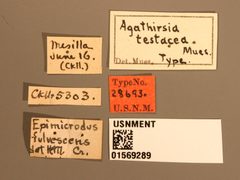Agathirsia testacea by the Smithsonian. Used under a CC0 license.