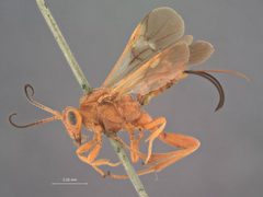 Agathirsia testacea by the Smithsonian. Used under a CC0 license.