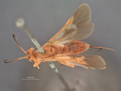 Agathirsia testacea by the Smithsonian. Used under a CC0 license.
