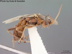 Aleiodes brachyphlebus by the Smithsonian. Used under a CC0 license.