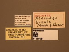 Aleiodes brevis by the Smithsonian. Used under a CC0 license.