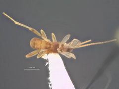 Aleiodes brevis by the Smithsonian. Used under a CC0 license.