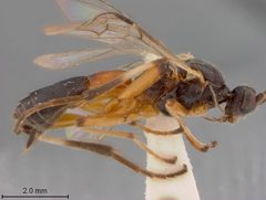 Aleiodes pseudoterminalis by the Smithsonian. Used under a CC0 license.