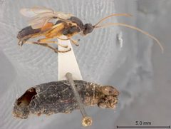 Aleiodes pseudoterminalis by the Smithsonian. Used under a CC0 license.