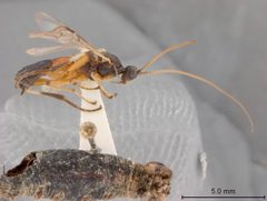 Aleiodes pseudoterminalis by the Smithsonian. Used under a CC0 license.