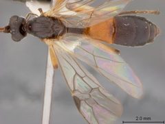 Aleiodes pseudoterminalis by the Smithsonian. Used under a CC0 license.