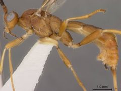 Aleiodes smithi by the Smithsonian. Used under a CC0 license.