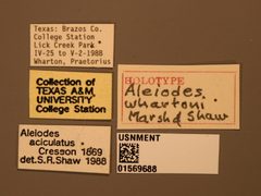 Aleiodes whartoni by the Smithsonian. Used under a CC0 license.