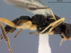 Aliolus marginatus by the Smithsonian. Used under a CC0 license.