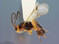 Aliolus patei by the Smithsonian. Used under a CC0 license.