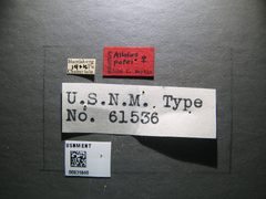 Aliolus patei by the Smithsonian. Used under a CC0 license.