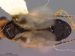 Aliolus patei by the Smithsonian. Used under a CC0 license.