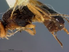 Aliolus patei by the Smithsonian. Used under a CC0 license.
