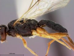 Aliolus stanleyi by the Smithsonian. Used under a CC0 license.