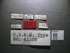Aliolus stanleyi by the Smithsonian. Used under a CC0 license.
