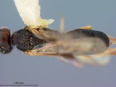 Aliolus stanleyi by the Smithsonian. Used under a CC0 license.