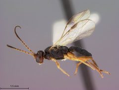 Aliolus stanleyi by the Smithsonian. Used under a CC0 license.