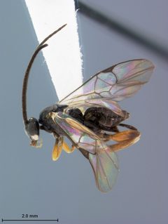 Alphomelon arecaphile by the Smithsonian. Used under a CC0 license.