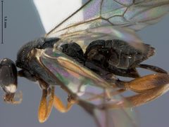 Alphomelon arecaphile by the Smithsonian. Used under a CC0 license.