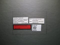 Alphomelon arecaphile by the Smithsonian. Used under a CC0 license.
