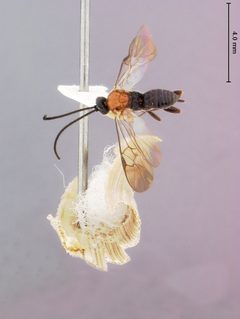 Alphomelon crocostethus by the Smithsonian. Used under a CC0 license.