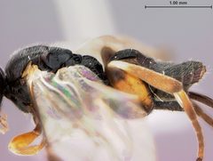 Alphomelon xestopyga by the Smithsonian. Used under a CC0 license.