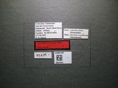 Alphomelon xestopyga by the Smithsonian. Used under a CC0 license.