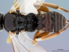 Alphomelon xestopyga by the Smithsonian. Used under a CC0 license.