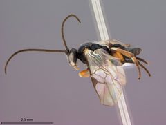 Alphomelon xestopyga by the Smithsonian. Used under a CC0 license.
