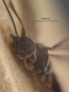 Alysia luciella by the Smithsonian. Used under a CC0 license.