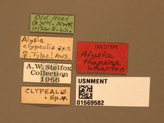 Alysia thapsina by the Smithsonian. Used under a CC0 license.