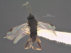 Apanteles delhiensis by the Smithsonian. Used under a CC0 license.