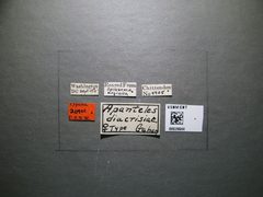 Apanteles diacrisiae by the Smithsonian. Used under a CC0 license.
