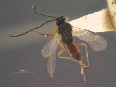Apanteles harnedi by the Smithsonian. Used under a CC0 license.