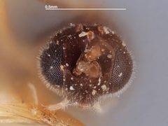Apanteles luteipennis by the Smithsonian. Used under a CC0 license.