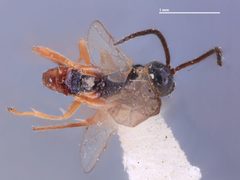 Apanteles obscuricornis by the Smithsonian. Used under a CC0 license.