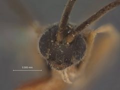Apanteles odites by the Smithsonian. Used under a CC0 license.