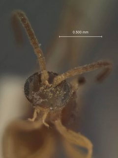 Apanteles politus by the Smithsonian. Used under a CC0 license.
