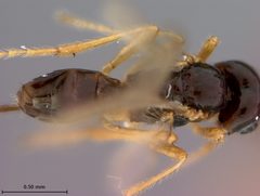 Aphaereta ithacensis by the Smithsonian. Used under a CC0 license.