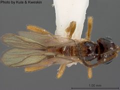 Aphaereta muesebecki by the Smithsonian. Used under a CC0 license.