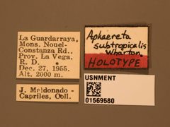 Aphaereta subtropicalis by the Smithsonian. Used under a CC0 license.