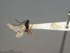 Aphidius atropetiolatus by the Smithsonian. Used under a CC0 license.