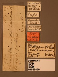 Aphidius colemani by the Smithsonian. Used under a CC0 license.