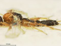 Aphidius japonicus by the Smithsonian. Used under a CC0 license.
