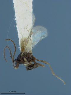 Aphidius nigripes by the Smithsonian. Used under a CC0 license.