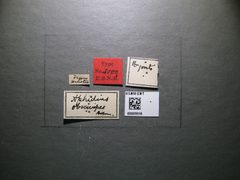 Aphidius obscuripes by the Smithsonian. Used under a CC0 license.