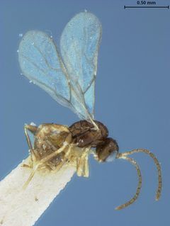 Aphidius phorodontis by the Smithsonian. Used under a CC0 license.