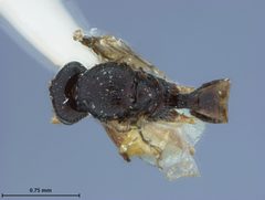 Aphidius procephali by the Smithsonian. Used under a CC0 license.