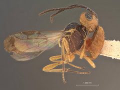 Aridelus nigrithorax by the Smithsonian. Used under a CC0 license.